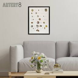 "Artery8 James De Kay Seashells Study Illustration Framed Canvas Wall Art Print in White - Size: W12"" x H16""" - thumbnail 3