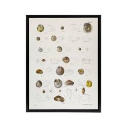 "Artery8 James De Kay Seashells Study Illustration Framed Canvas Wall Art Print in White - Size: W12"" x H16""" - thumbnail 1