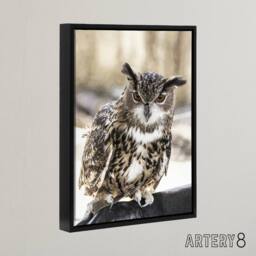 "Artery8 Owl perched on a rock Carol M Highsmith Framed Canvas Wall Art Print - Size: W12"" x H16""" - thumbnail 2
