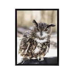 "Artery8 Owl perched on a rock Carol M Highsmith Framed Canvas Wall Art Print - Size: W12"" x H16""" - thumbnail 1