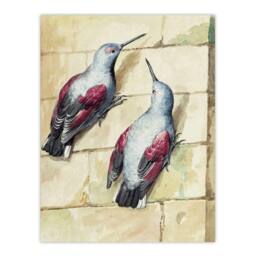 "Artery8 Two Wallcreepers Watercolour Painting Schouman Wall Art Poster Print in Beige - Size: W12"" x H16""" - thumbnail 1