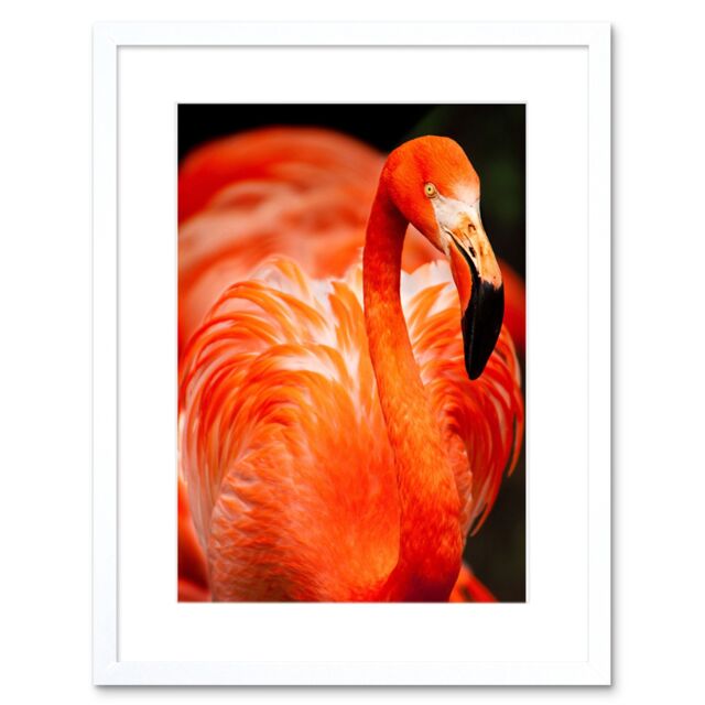 "Artery8 Wall Art Print Flamingo Bird Close Up Framed in White - Size: W7"" x H9""" - image 1
