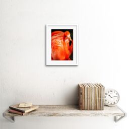 "Artery8 Wall Art Print Flamingo Bird Close Up Framed in White - Size: W7"" x H9""" - thumbnail 2