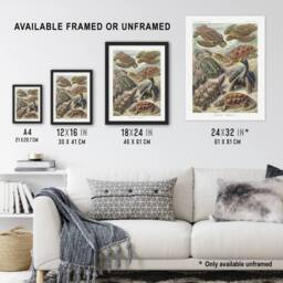 "Artery8 Chelonia Turtles Vintage Haeckel Botanical Framed Wall Art Print - Size: W12"" x H16""" - thumbnail 3