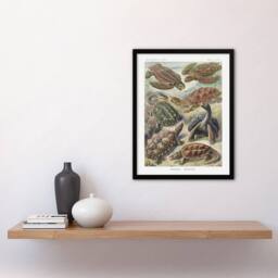 "Artery8 Chelonia Turtles Vintage Haeckel Botanical Framed Wall Art Print - Size: W12"" x H16""" - thumbnail 4