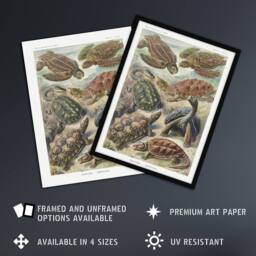 "Artery8 Chelonia Turtles Vintage Haeckel Botanical Framed Wall Art Print - Size: W12"" x H16""" - thumbnail 2