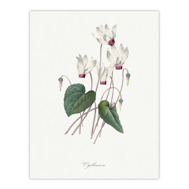 "Artery8 Cyclamen Floral Illustration Redoute Vintage Wall Art Print Poster in White - Size: W12"" x H16""" - image 1