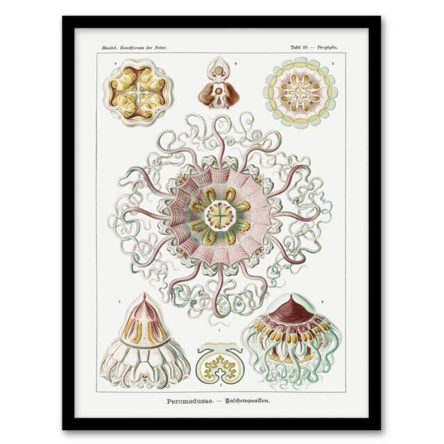 "Artery8 Vintage Jellyfish Ocean Marine Haeckel Botanical Framed Wall Art Print in White - Size: W12"" x H16""" - image 1