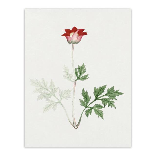 "Artery8 Red Bloom Flower Vintage Japan Wall Art Print Japanese Botanical - Size: W12"" x H16""" - image 1