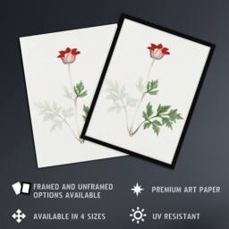 "Artery8 Red Bloom Flower Vintage Japan Wall Art Print Japanese Botanical - Size: W12"" x H16""" - thumbnail 2