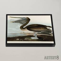 "Artery8 Audubon Birds Brown Pelican Painting Framed Canvas Wall Art Print - Size: W12"" x H16""" - thumbnail 2