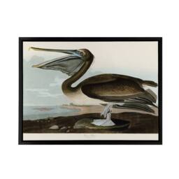 "Artery8 Audubon Birds Brown Pelican Painting Framed Canvas Wall Art Print - Size: W12"" x H16""" - thumbnail 1