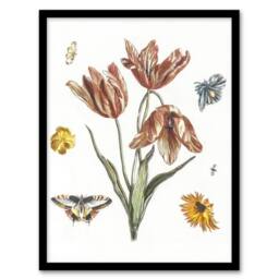 Artery8 Flowers Butterflies & A Fly Johan Teyler Framed Wall Art Print in White - Size: A4 - thumbnail 1