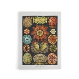 "Artery8 Ascidiae Colourful Marine Life Haeckel Botanical Canvas Wall Art - Size: W18"" x H24""" - thumbnail 1