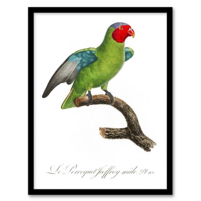 "Artery8 The Red Cheeked Parrot Francois Levaillant Framed Wall Art Print in White - Size: W12"" x H16""" - image 1