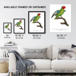 "Artery8 The Red Cheeked Parrot Francois Levaillant Framed Wall Art Print in White - Size: W12"" x H16""" - thumbnail 3