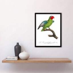 "Artery8 The Red Cheeked Parrot Francois Levaillant Framed Wall Art Print in White - Size: W12"" x H16""" - thumbnail 4