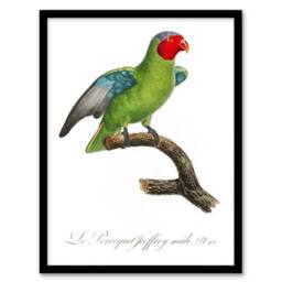 "Artery8 The Red Cheeked Parrot Francois Levaillant Framed Wall Art Print in White - Size: W12"" x H16""" - thumbnail 1