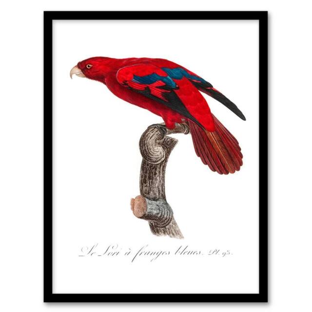 Artery8 Francois Levaillant Framed Wall Art The Blue Fringed Red Lori Parrot in White - Size: A4 - image 1