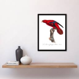 Artery8 Francois Levaillant Framed Wall Art The Blue Fringed Red Lori Parrot in White - Size: A4 - thumbnail 2