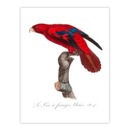 Artery8 Francois Levaillant Framed Wall Art The Blue Fringed Red Lori Parrot in White - Size: A4 - thumbnail 3