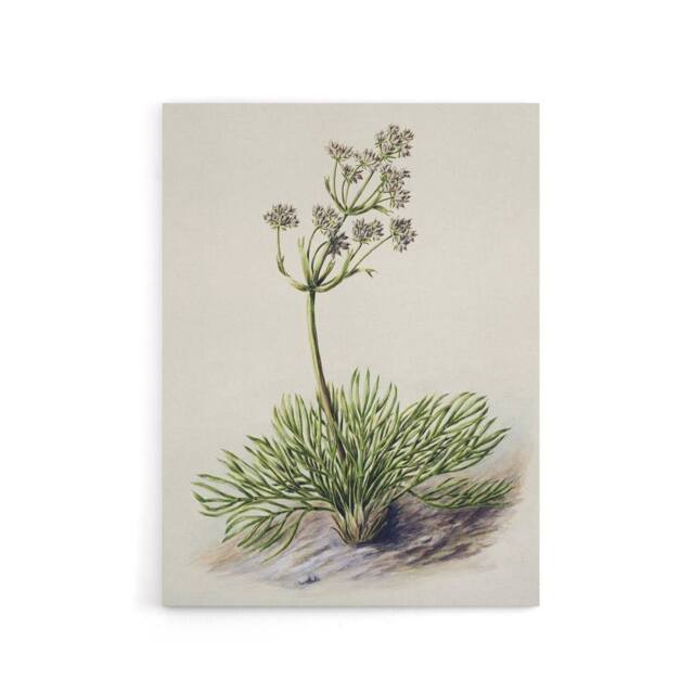 "Artery8 New Zealand Wild Spaniard Flower Featon Canvas Wall Art Print in Beige - Size: W12"" x H16""" - image 1