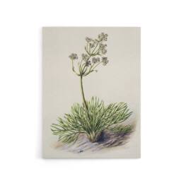 "Artery8 New Zealand Wild Spaniard Flower Featon Canvas Wall Art Print in Beige - Size: W12"" x H16""" - thumbnail 1
