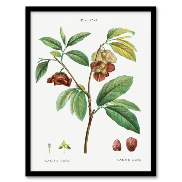 Artery8 Redoute Framed Wall Art Papaw Tree Vintage Botanical Illustration in White - Size: A4 - image 1