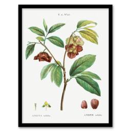 Artery8 Redoute Framed Wall Art Papaw Tree Vintage Botanical Illustration in White - Size: A4 - thumbnail 1
