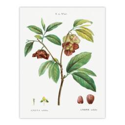 Artery8 Redoute Framed Wall Art Papaw Tree Vintage Botanical Illustration in White - Size: A4 - thumbnail 3