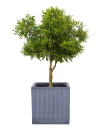 Dibor X-Large Slate Grey Ribbed Finish Fibre Clay Indoor Outdoor Garden Plant Pots Houseplant Flower Planter H44 x W44cm - Size: Large - thumbnail 2