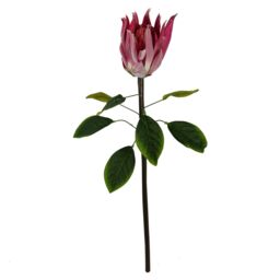 Leaf Pack of 6 x 65cm Protea Sugarbush Flower Stem - Pink - Size: 6 x 65 cm - thumbnail 3