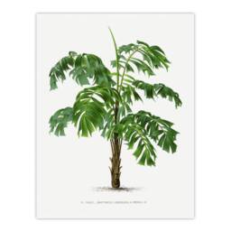Artery8 Oswald de Kerchove Framed Wall Art Martinezia Lindeniana Palm Tree in White - Size: A4 - thumbnail 3