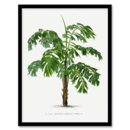 Artery8 Oswald de Kerchove Framed Wall Art Martinezia Lindeniana Palm Tree in White - Size: A4 - thumbnail 1