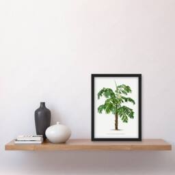 Artery8 Oswald de Kerchove Framed Wall Art Martinezia Lindeniana Palm Tree in White - Size: A4 - thumbnail 2