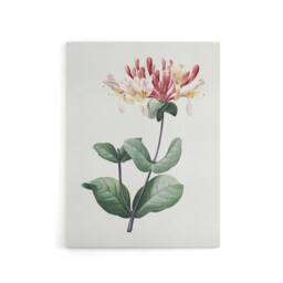 "Artery8 Honeysuckle Botanical Redoute Vintage Canvas Wall Art in White - Size: W18"" x H24""" - thumbnail 1