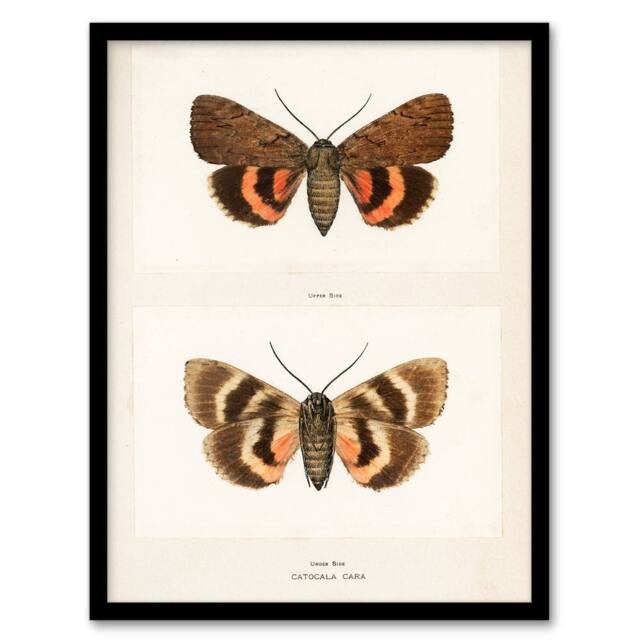 Artery8 Sherman Denton Framed Wall Art Darling Underwing Moth Illustration in White - Size: A4 - image 1