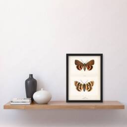Artery8 Sherman Denton Framed Wall Art Darling Underwing Moth Illustration in White - Size: A4 - thumbnail 2