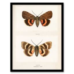 Artery8 Sherman Denton Framed Wall Art Darling Underwing Moth Illustration in White - Size: A4 - thumbnail 1