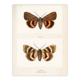 Artery8 Sherman Denton Framed Wall Art Darling Underwing Moth Illustration in White - Size: A4 - thumbnail 3