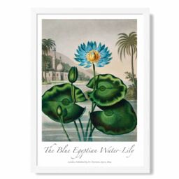 ARTZE Vintage Floral Exhibition - Egyptian Water Lily Framed Print SIZE: A2 with White Frame in Green - Size: A4 - thumbnail 1
