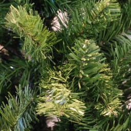 Samuel Alexander 6ft (180cm) Imperial Pine Christmas Tree in Green 115cm Diameter with 525 Tips - thumbnail 2