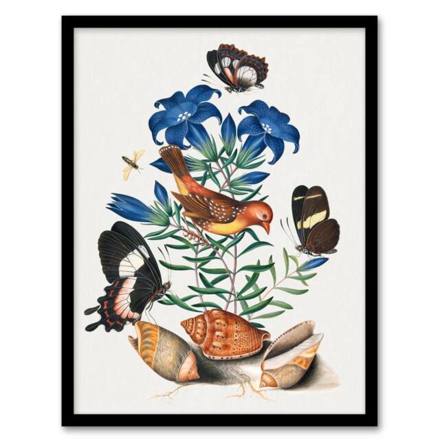 Artery8 Red Avadavat Swallowtail & Shells Bolton Framed Wall Art Print - Size: A4 - image 1