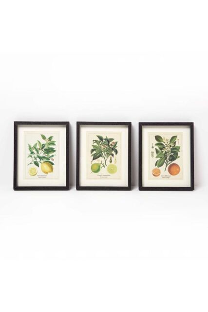 Homescapes Wall Decoration Set of 3 Frames with Picture, Citrus Fruits - image 1