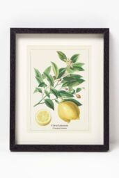 Homescapes Wall Decoration Set of 3 Frames with Picture, Citrus Fruits - thumbnail 4