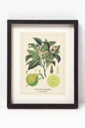 Homescapes Wall Decoration Set of 3 Frames with Picture, Citrus Fruits - thumbnail 2
