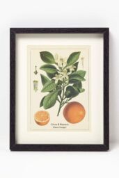 Homescapes Wall Decoration Set of 3 Frames with Picture, Citrus Fruits - thumbnail 3