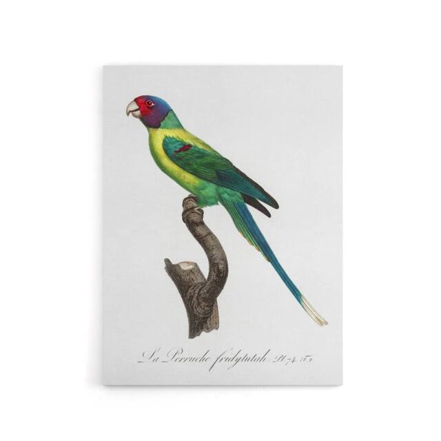 "Artery8 The Plum Headed Parakeet Francois Levaillant Canvas Wall Art Print in White - Size: W12"" x H16""" - image 1