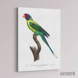 "Artery8 The Plum Headed Parakeet Francois Levaillant Canvas Wall Art Print in White - Size: W12"" x H16""" - thumbnail 2