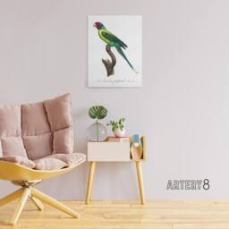 "Artery8 The Plum Headed Parakeet Francois Levaillant Canvas Wall Art Print in White - Size: W12"" x H16""" - thumbnail 3
